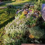 Akacvirag Vendeghaz Sarud