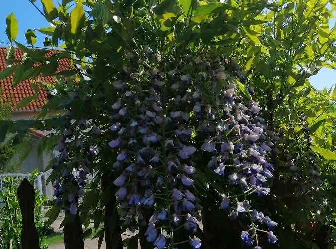 Hébergement de vacances Akácvirág *